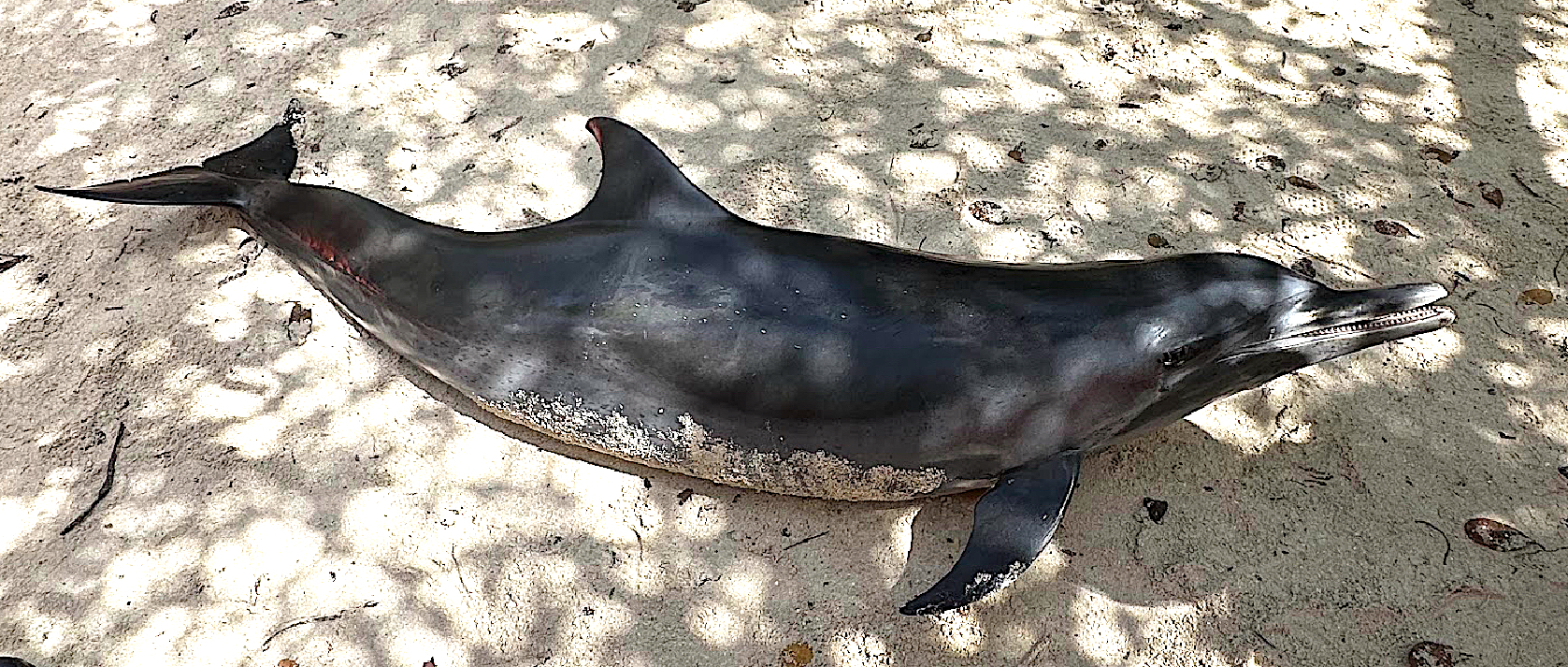 Stroba Aruba Marine Mammal Foundation: Stroba un dolfijn ta crea peliger pa ...