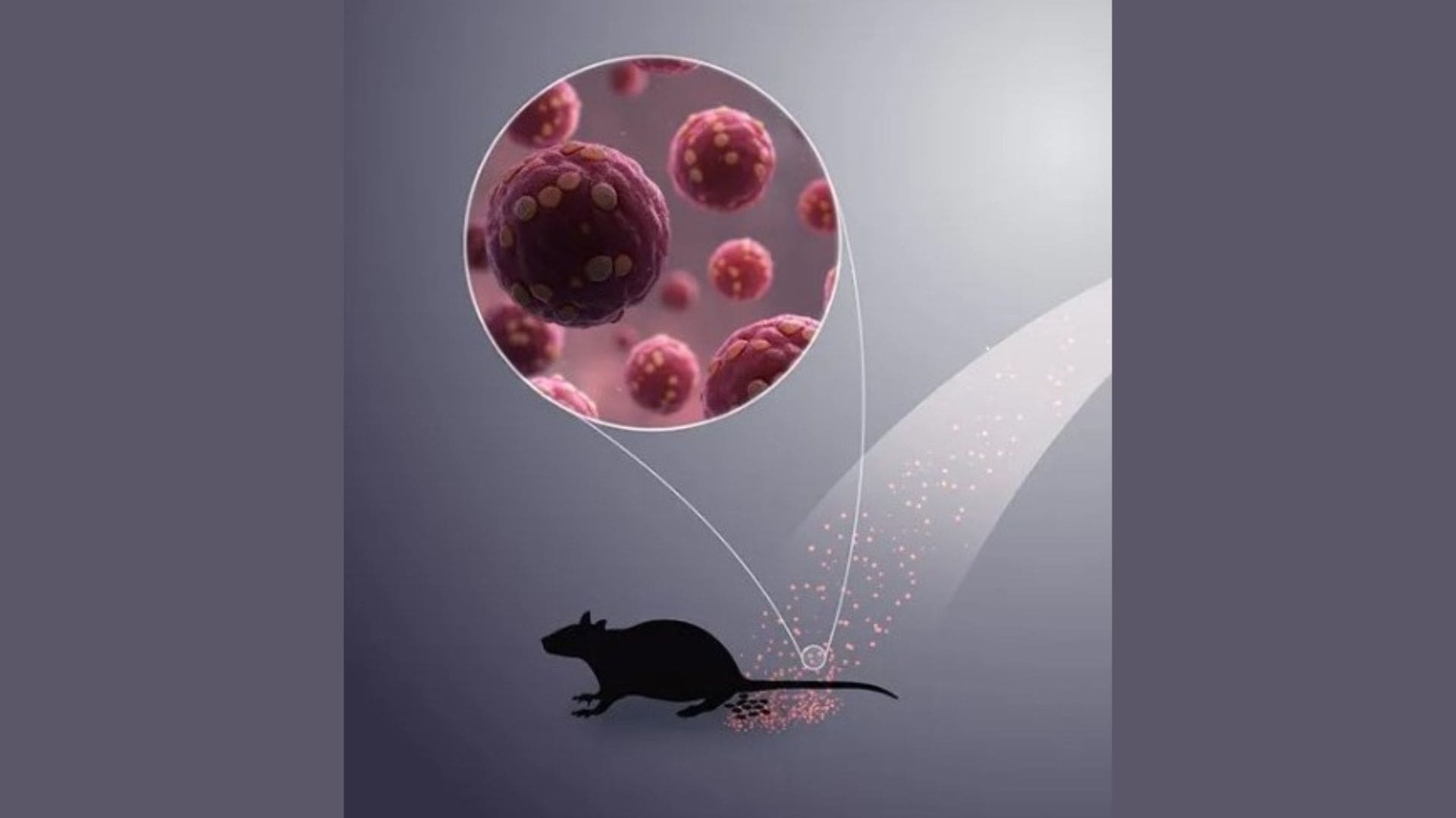 No Risk to Aruba: DVG Monitoring Hantavirus Outbreak in Venezuela