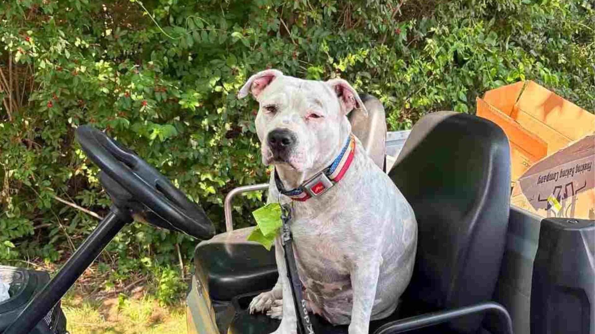 From Chained Dog to Celebrity: Lola's Story Inspires Hope in Aruba