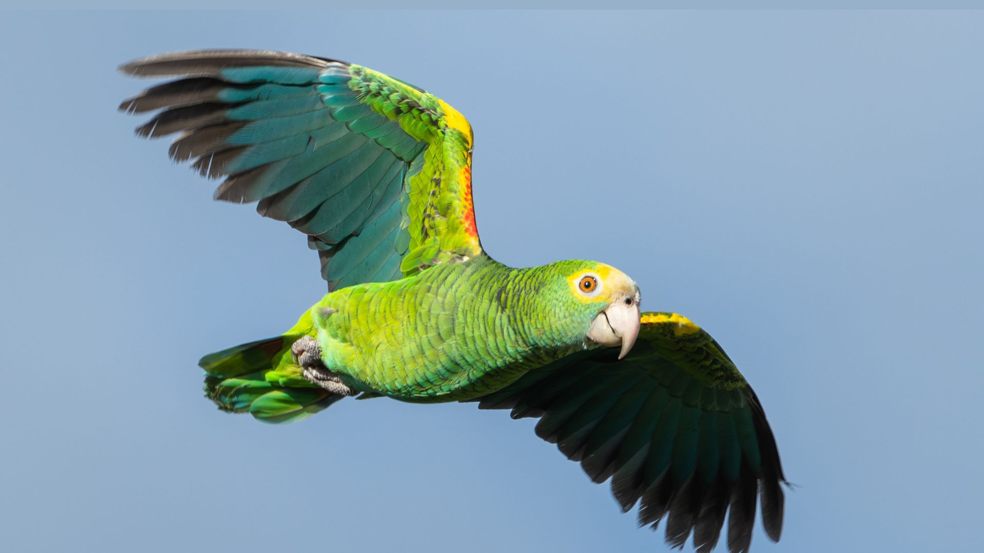 ACF Announces Birth of Four Aruban Parrots at Dutch Bird Park