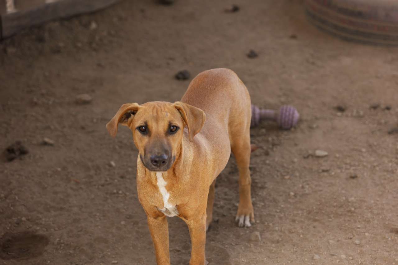 Luna Foundation Pushes to Make Pet Microchipping Mandatory in Aruba