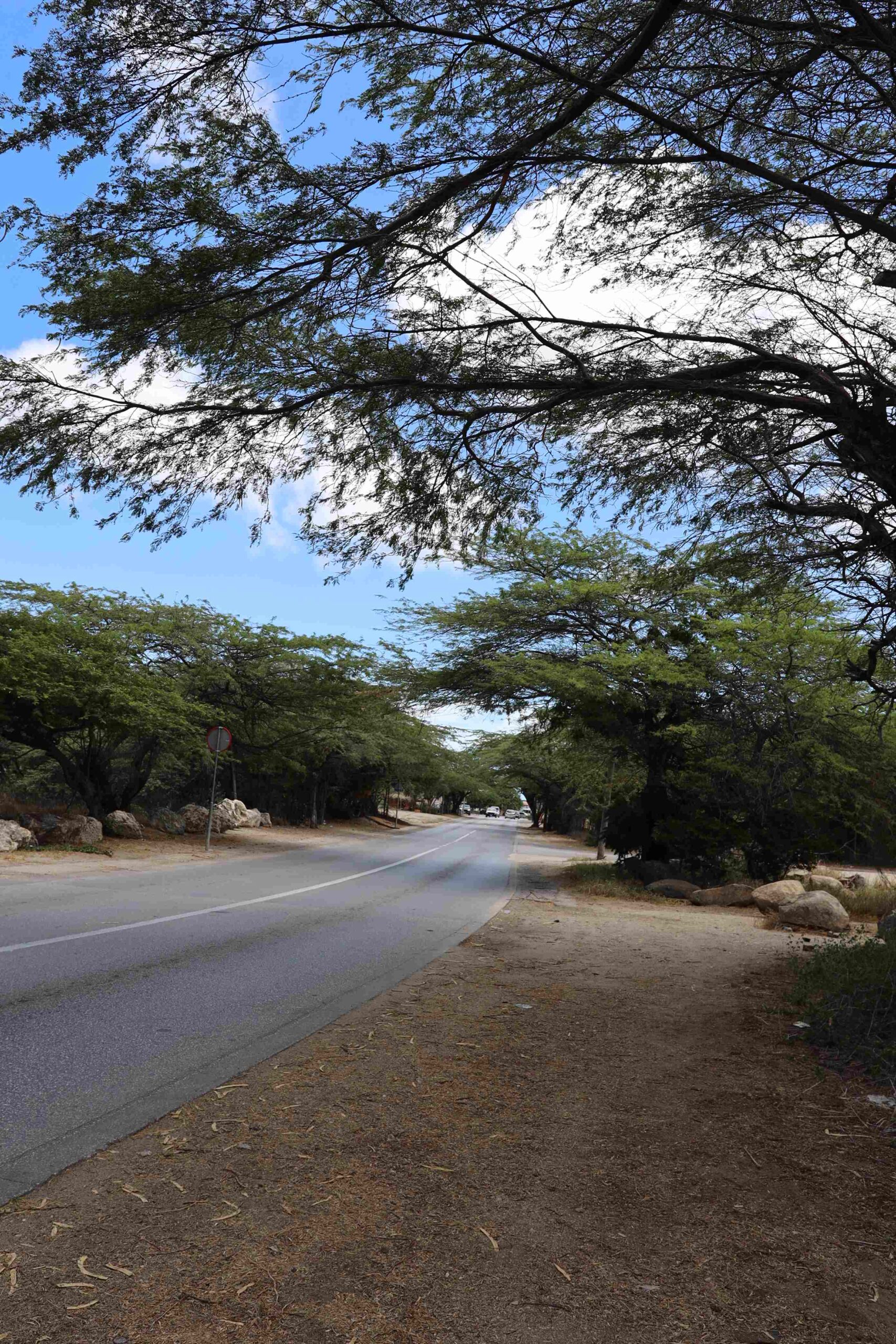 Meiveld Residents Raise Alarm Over Dangerous Overgrown Kwihi Trees