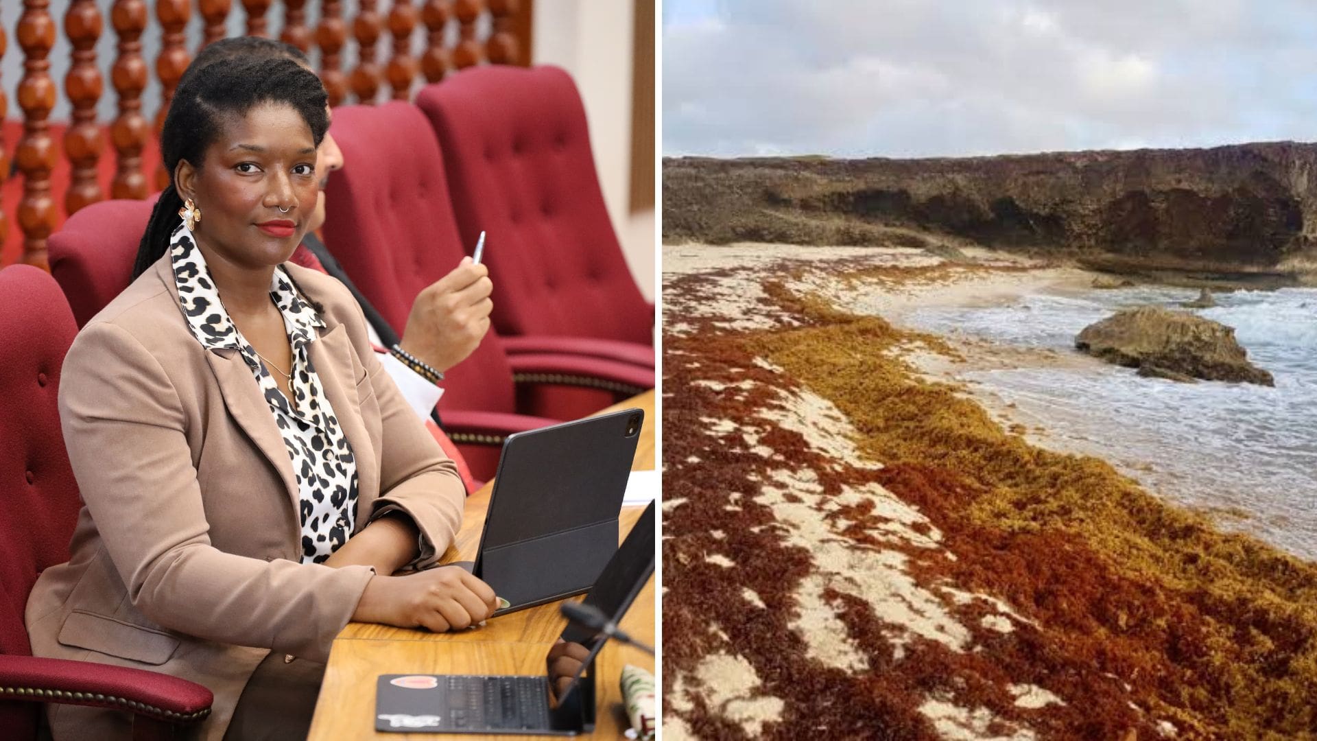 AVP Politician: Caribbean Must Shift from Reacting to Preparing for Sargassum