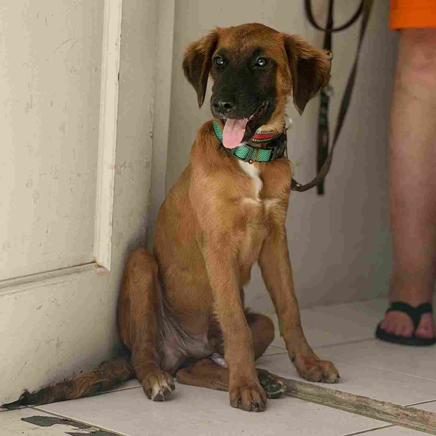 2025: AWAA sterilizes nearly 5,000 animals | English - 24ora