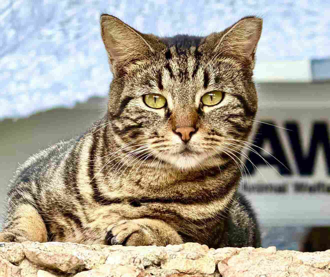 2025: AWAA sterilizes nearly 5,000 animals | English - 24ora