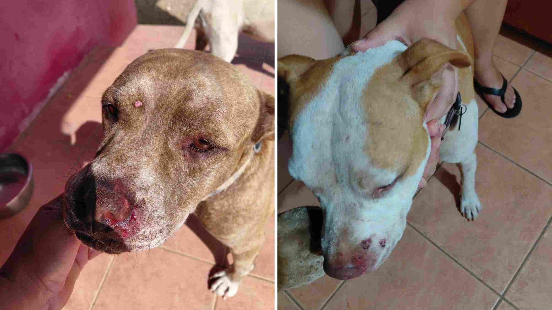Residents frustrated as loose dogs continue to pose safety concerns