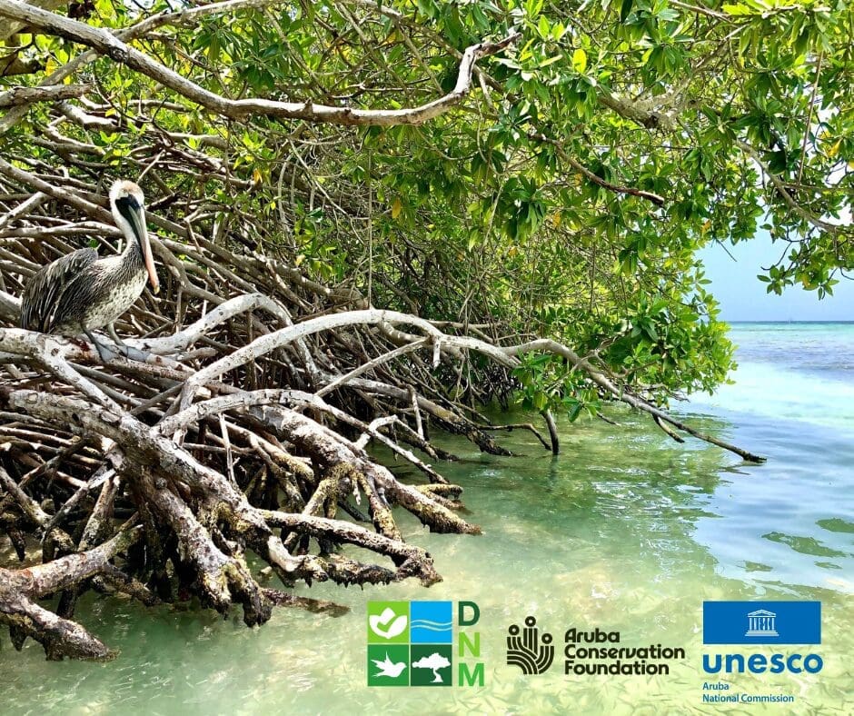July 26: International Day for the conservation of the mangrove ecosystem